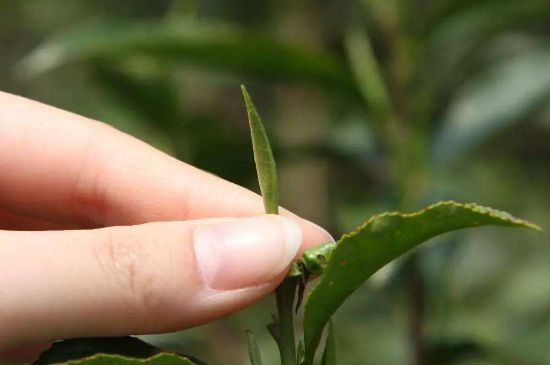 哪種金駿眉好，什么樣的金駿眉比較好