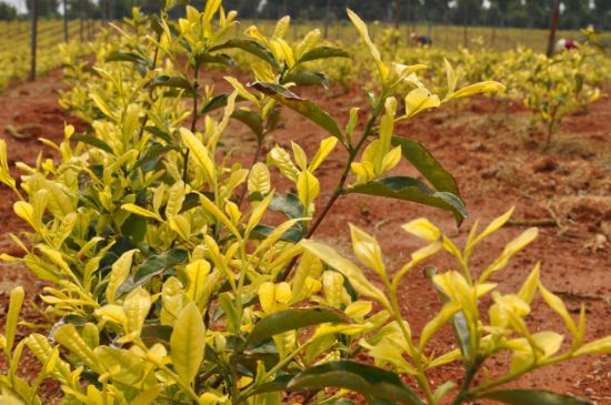 茶中奇葩黃金芽，安吉白茶中黃金芽的特點