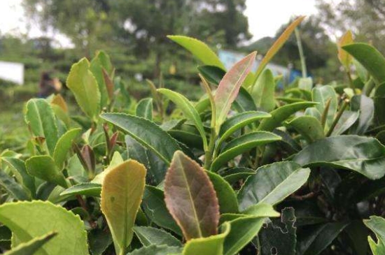 43號龍井屬于好茶嗎，龍井茶43號是什么意思？