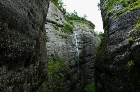 母樹大紅袍給誰喝了，為什么母樹大紅袍叫三棵六株？