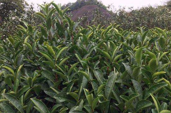 馬頭巖肉桂是大紅袍嗎，大紅袍肉桂屬于什么茶？