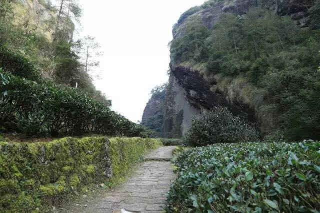 武夷山為什么盛產(chǎn)茶葉，武夷山茶為什么好喝？