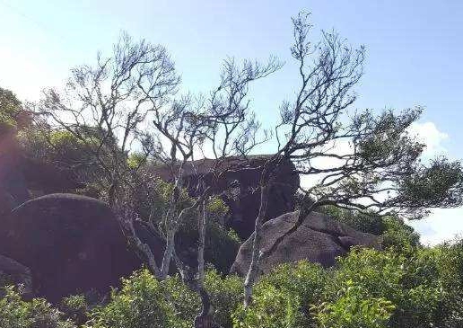 宋種一號價(jià)值為什么高，鳳凰單樅宋種1號價(jià)格與產(chǎn)量多少？