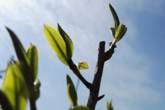 潮安鳳凰單叢十大名樅是什么，烏崠十大古樹名香品種介紹