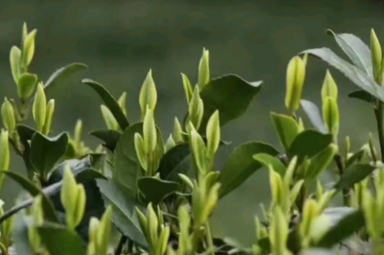 什么是雪前龍井茶，明前、雨前、雨后龍井有什么區(qū)別？