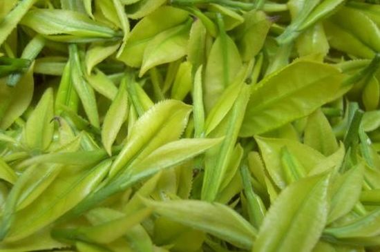 茶中奇葩黃金芽，安吉白茶中黃金芽的特點