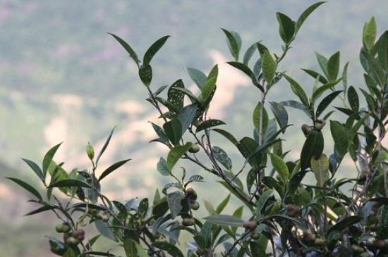 單叢茶十大香型以及常見(jiàn)品種大全，潮安鳳凰單樅十大名香歸類