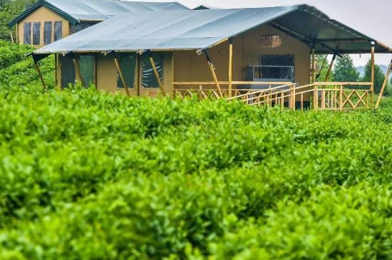 金壇雀舌算不算好茶，金壇雀舌屬于什么檔次茶葉？