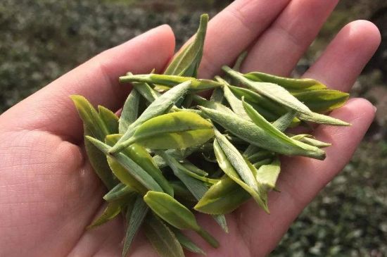 福建什么茶葉最出名，福建名茶有哪些？