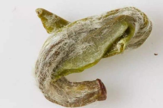 羊巖勾青是綠茶嗎，羊巖勾青茶屬于什么茶？