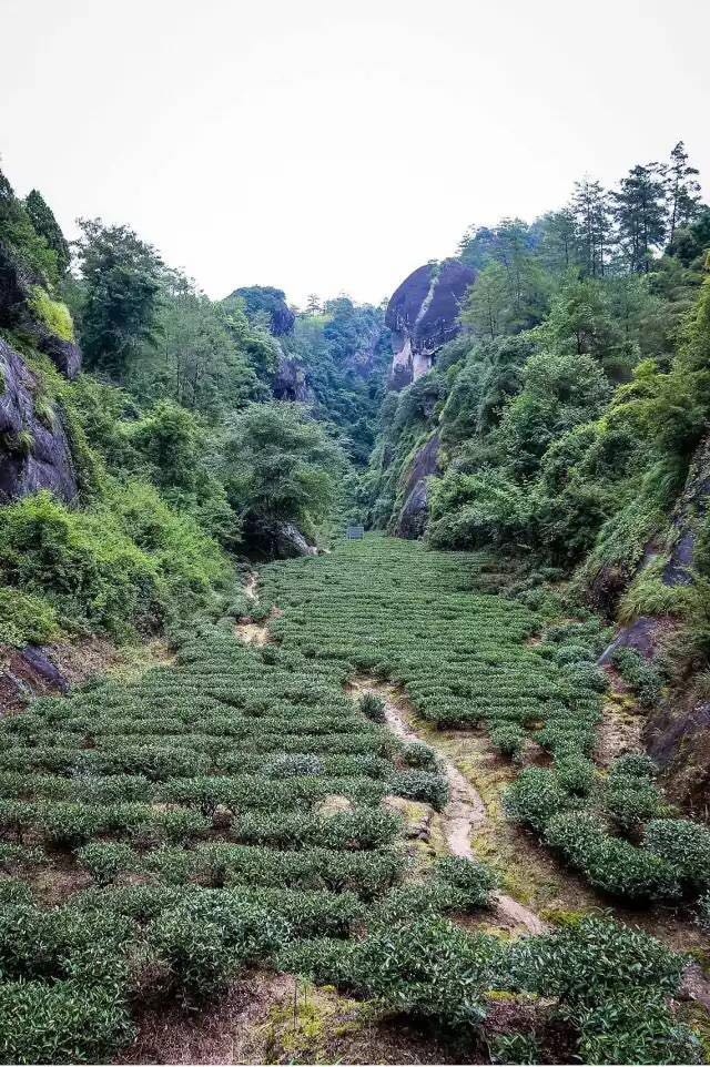 武夷山為什么盛產(chǎn)茶葉，武夷山茶為什么好喝？