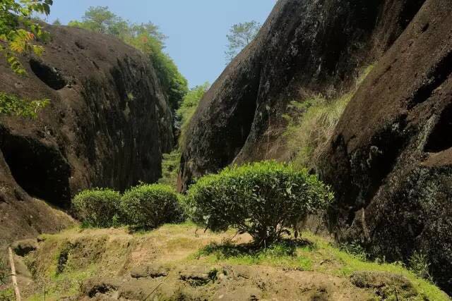 武夷山為什么盛產(chǎn)茶葉，武夷山茶為什么好喝？