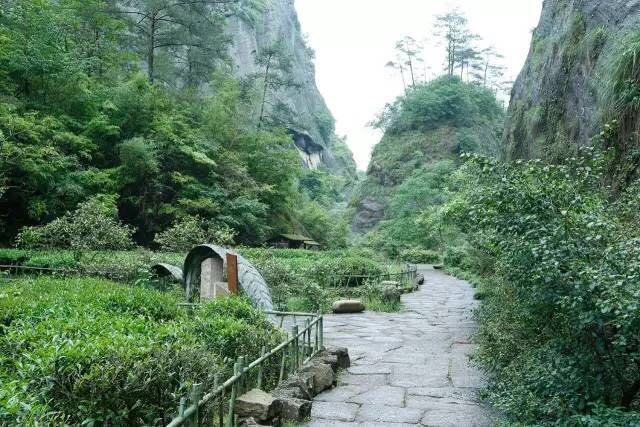 武夷山為什么盛產(chǎn)茶葉，武夷山茶為什么好喝？