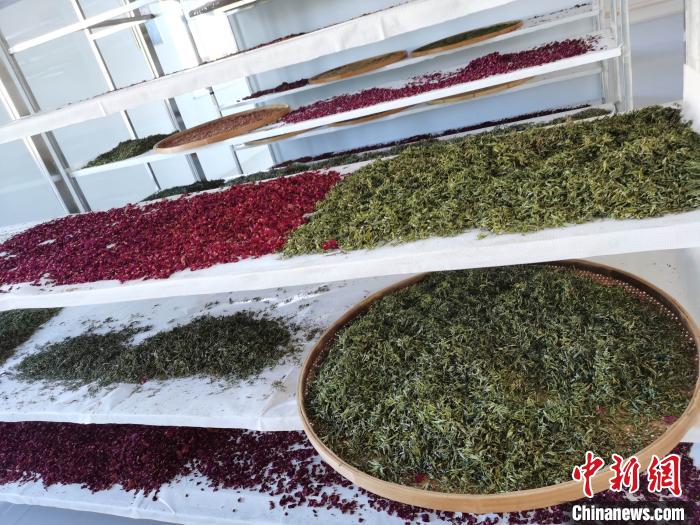 圖為王玲玲收購(gòu)的各種山茶?！⊥貘Q遠(yuǎn) 攝