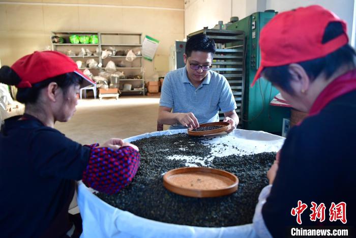 圖為張?jiān)涝谏a(chǎn)車間內(nèi)與工人一起查看茶葉品質(zhì)?！埍?攝