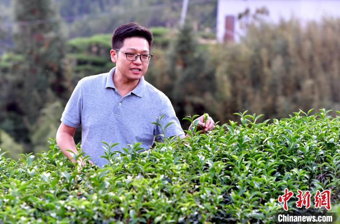 “臺(tái)二代”張?jiān)栏＝ㄉ钌椒N茶十年：“來了，就對(duì)了”